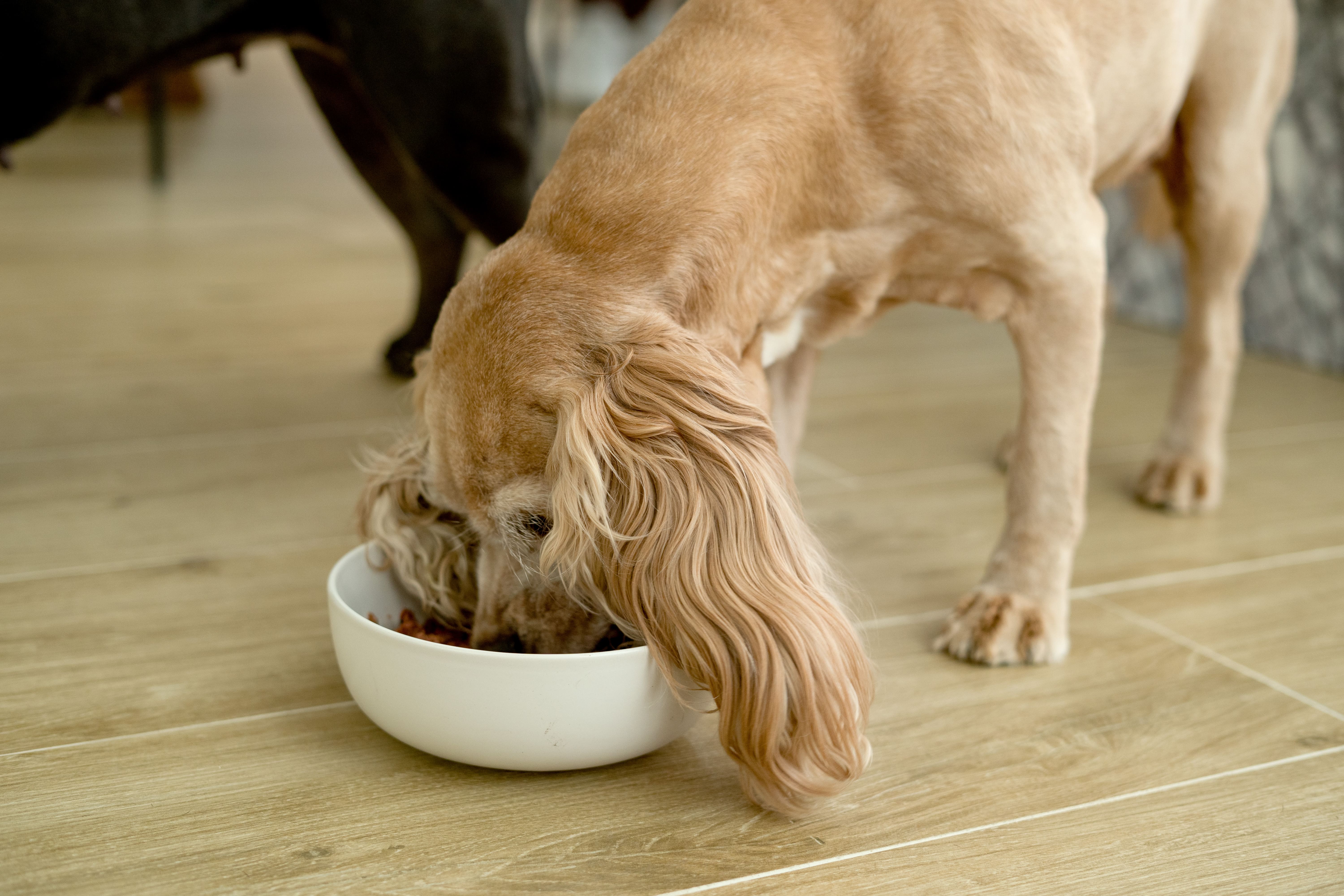 Cover image of the blog Nutrition and Dogs: A Recipe for Health