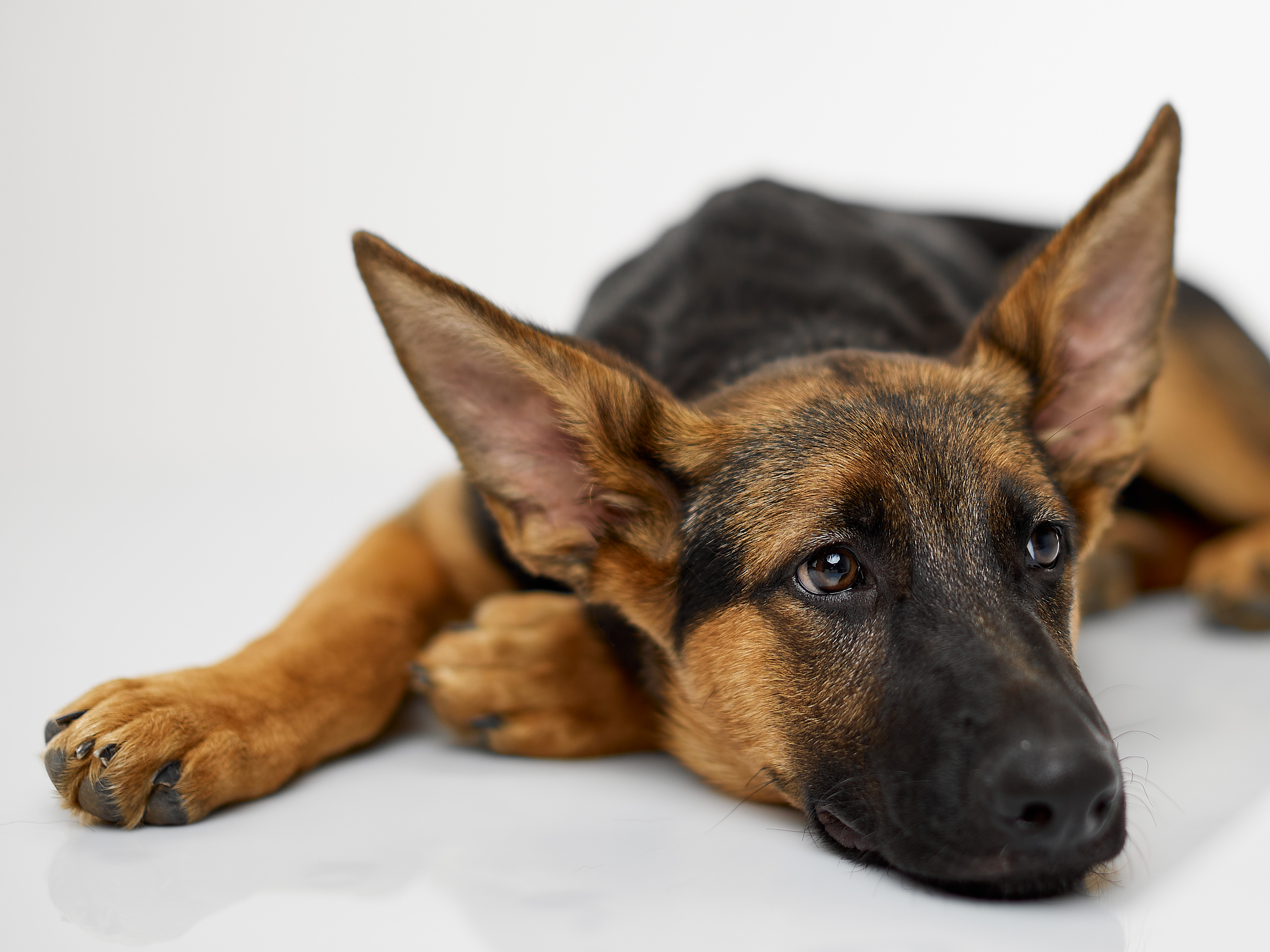 Cover image of the blog Understanding Digestive Issues in Dogs: Why They Happen and How to Help