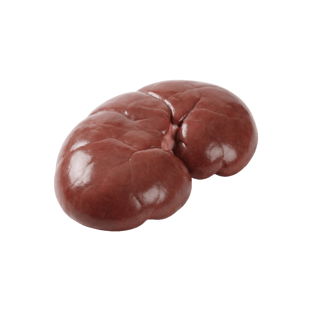 Beef Kidney