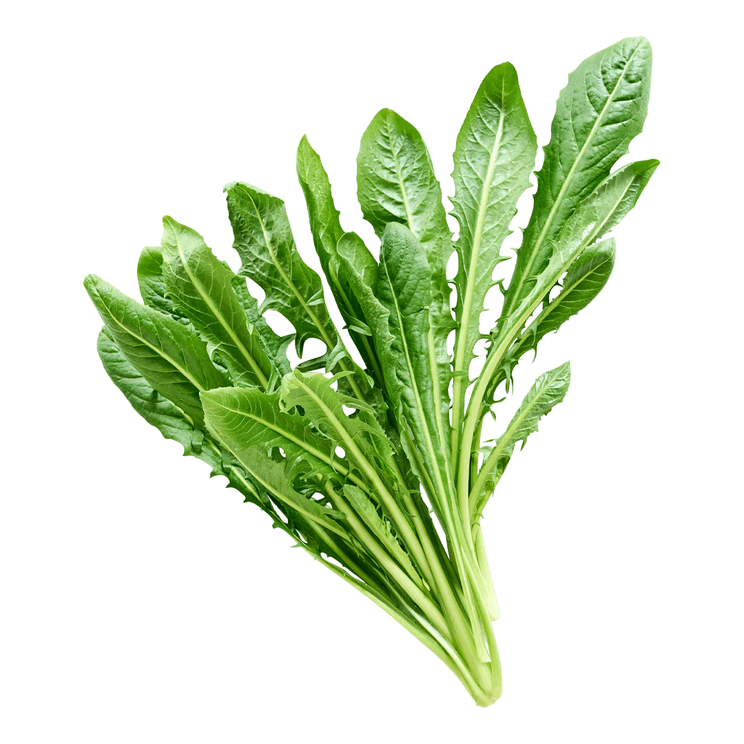 Dandelion Leaves