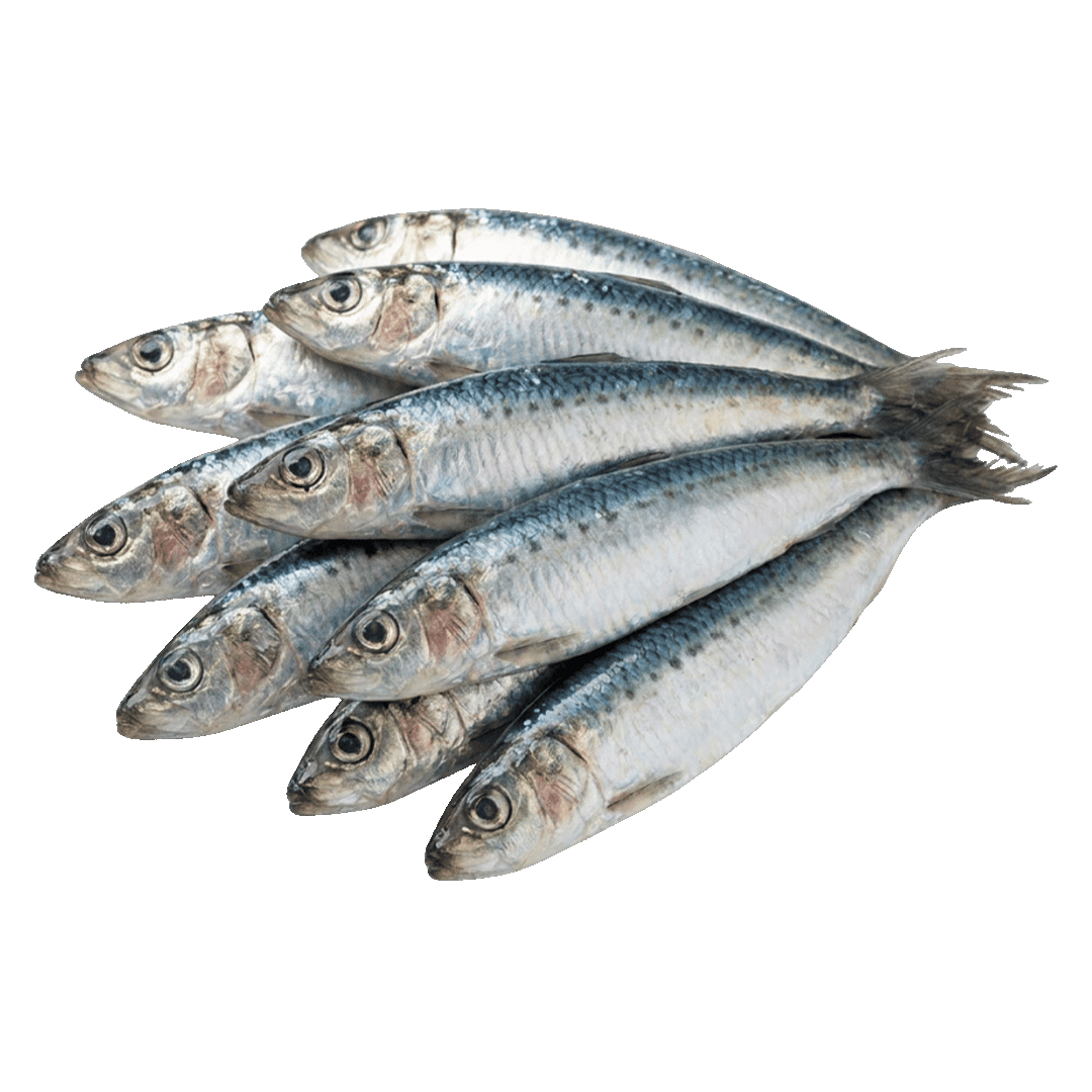 Sardines