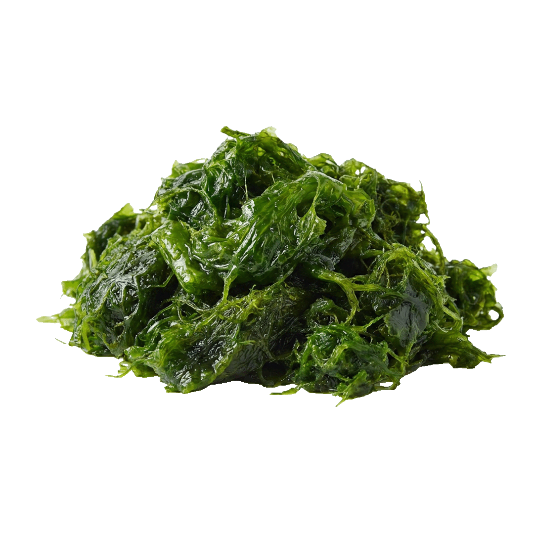 Algae