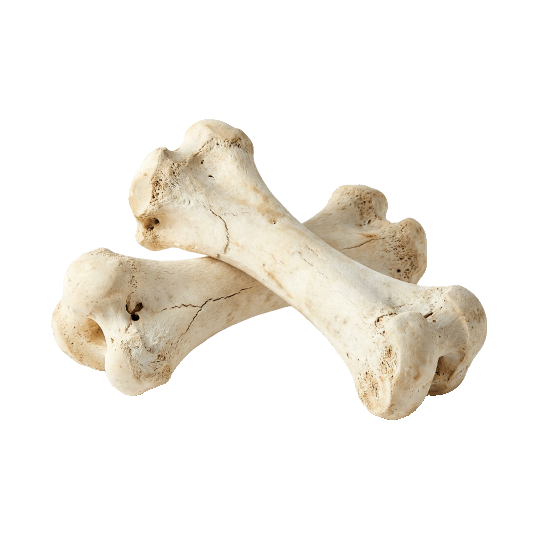 Camel Bones