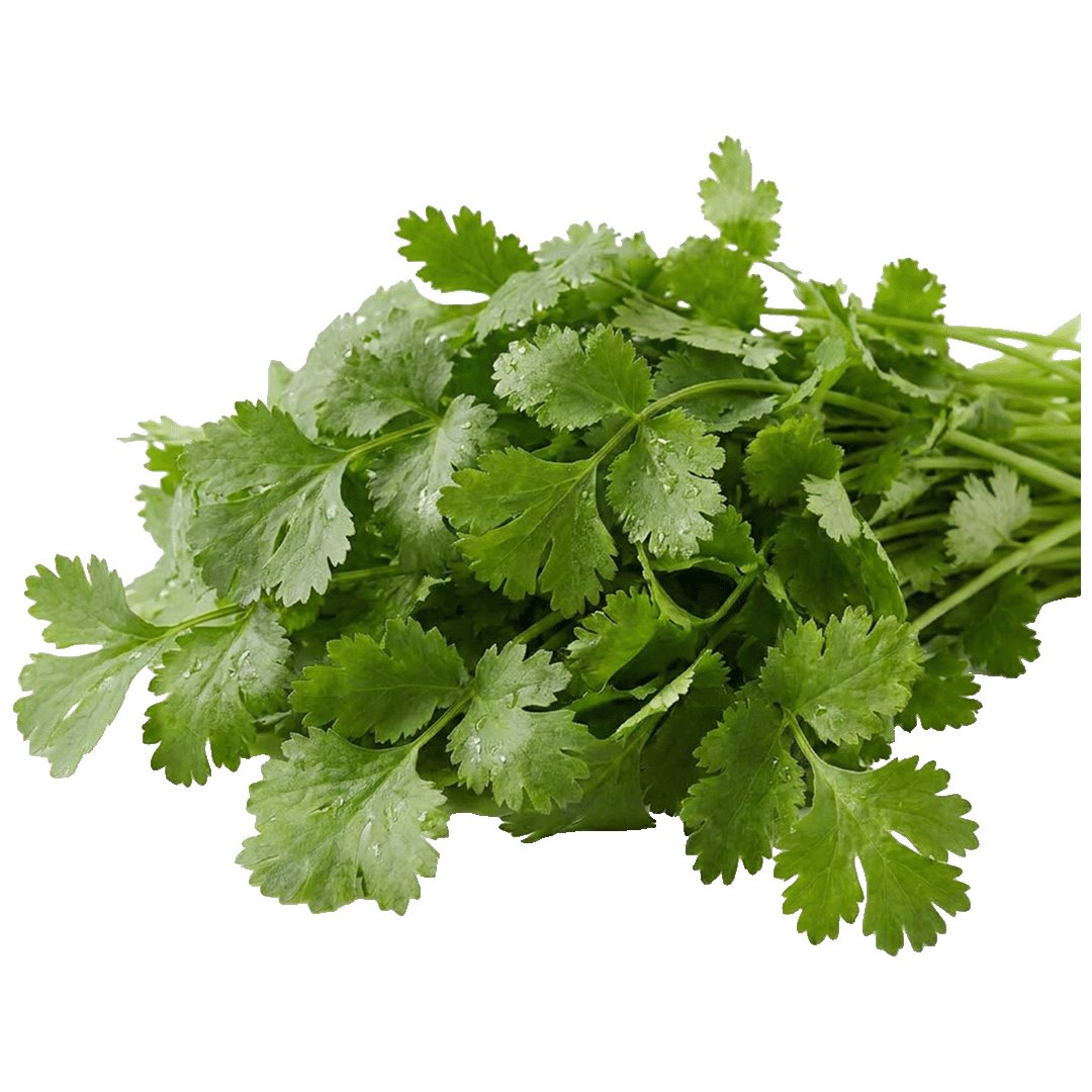 Fresh Cilantro