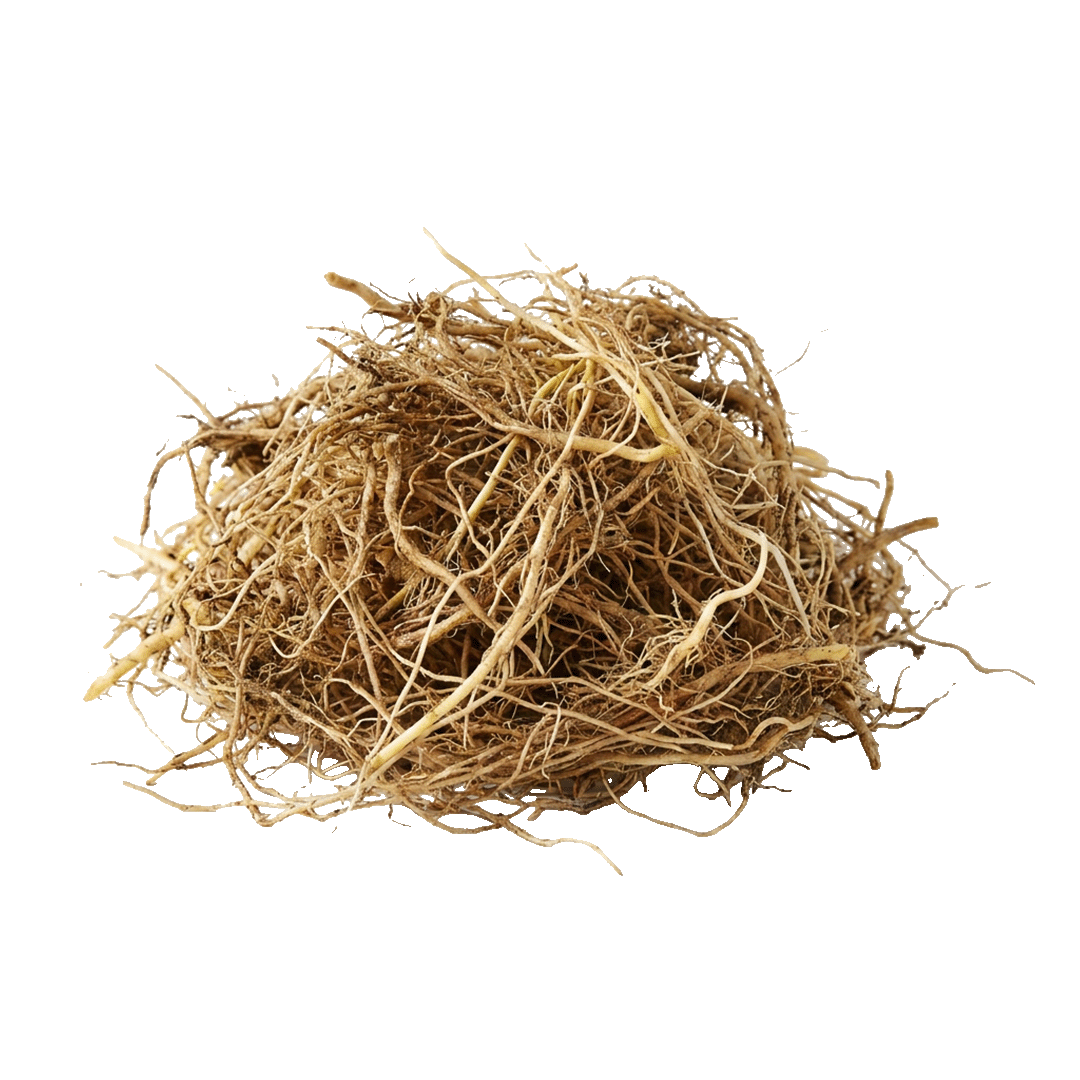 Wheatgrass Root