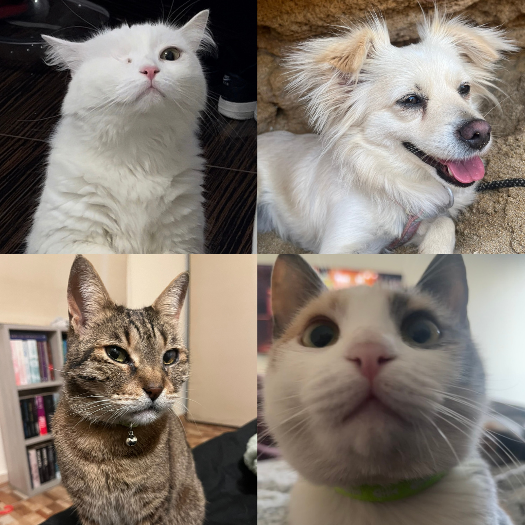 Diane, Dash, Twinkle & Monkey